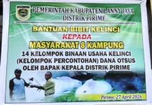 Bantuan Bibit Kelinci Di Distrik Pirime Bersumber Dari Dana Otsus