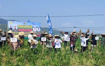 Sebanyak 4.000 Ton Bawang Merah Dipanen, Kementan Lihat Peluang Besar di Bantul