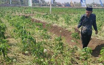 Stabilitas Harga dan Stok Terjaga, Kementan Pastikan Bawang Merah Nasional Aman