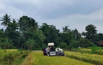 Produksi Beras Bantul Terus Naik, Surplus 2025 Capai 70.000 Ton