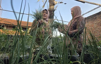 Urban Farming Kota Yogyakarta, Sulap Rooftop Rumah jadi Sawah