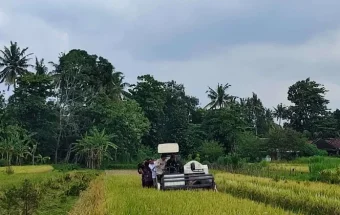 Kemarau Panjang, Pertanian Bantul Belum Alami Gagal Panen