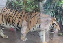 Momen Menarik Libur Lebaran, Rayakan Ultah Arinta di GL Zoo