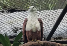 GL Zoo Yogyakarta Bidik Keanggotaan Kebun Binatang Dunia di 2026