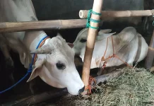 Stok Sapi Jantan untuk Iduladha 2026 di Bantul Terbatas
