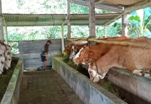 Penjualan Sapi Kurban Meningkat, Pembeli Inden Dua Bulan