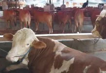 Pengawasan Hewan Kurban di Yogyakarta Diperketat jelang Iduladha