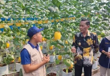 Melirik Peluang Bisnis Budidaya Melon Premium di SMKN 1 Pandak