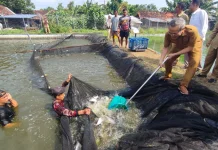 Kelompok Perikanan di Jetis Bantul Panen Perdana Ikan Patin