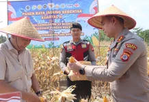 Wujudkan Ketahanan Pangan, Polres Bantul Gandeng DKPP Gelar Panen Raya Jagung