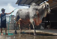 Mbah Iran, Sapi Kurban Presiden Prabowo dari Bantul