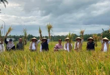 YSPN Uji Coba Padi Bridantara 8 di Poncosari, Hasilnya Memuaskan