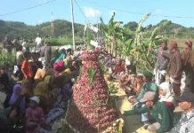 Kirab Budaya dan Gunungan Meriahkan Wiwitan Panen Bawang Merah Nawungan