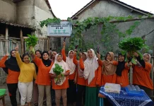 Produktif di Lahan Terbatas, KWT Anugerah Bumi Budidayakan Tanaman Sayur Organik