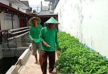 Panen 50 Kilogram Sayur Tiap Hari, Lapas Cebongan Dorong Kemandirian Pangan