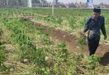 Stabilitas Harga dan Stok Terjaga, Kementan Pastikan Bawang Merah Nasional Aman