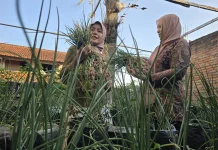 Urban Farming Kota Yogyakarta, Sulap Rooftop Rumah jadi Sawah