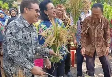 Panen Padi Perdana dari Galon di Kota Yogyakarta