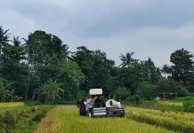 Kemarau Panjang, Pertanian Bantul Belum Alami Gagal Panen