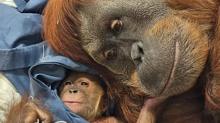 Bayi Orang Utan Sumatra Lahir di Kebun Binatang Fort Wayne AS