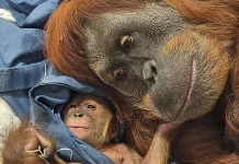 Bayi Orang Utan Sumatra Lahir di Kebun Binatang Fort Wayne AS