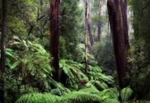 Tutupan Hutan Papua Capai 92 Persen, DLHK Perkuat Jasa Lingkungan