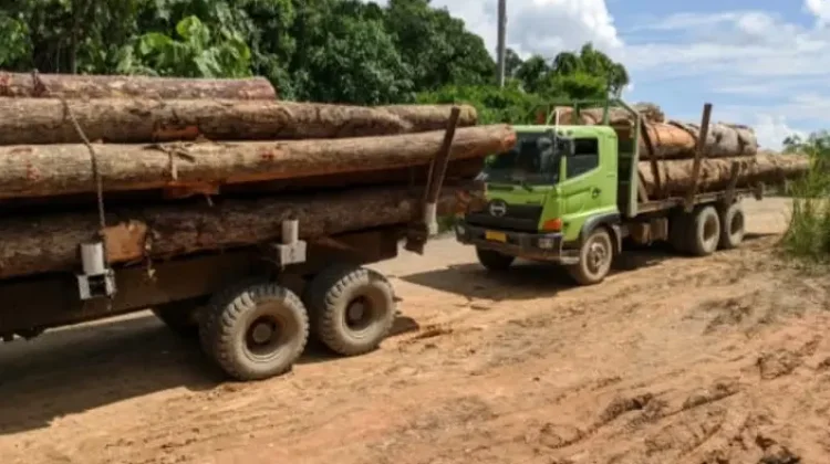 Aktivitas Perusahaan Plywood di Bentian Besar Diduga Minim Pengawasan