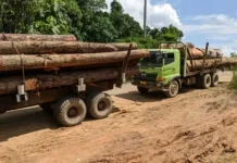 Aktivitas Perusahaan Plywood di Bentian Besar Diduga Minim Pengawasan