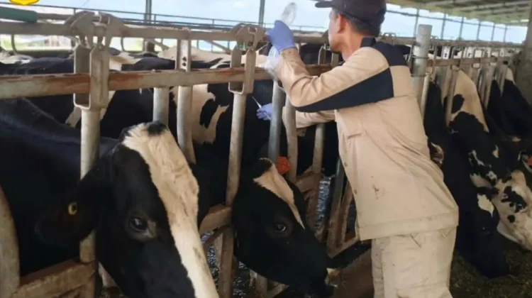 Produksi Susu BBPTUHPT Baturraden Meningkat Drastis Tahun 2025
