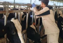Produksi Susu BBPTUHPT Baturraden Meningkat Drastis Tahun 2025