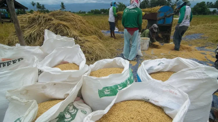 Bulog Serap Gabah Lokal Perkuat Ketahanan Pangan Kaltim