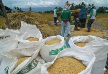 Bulog Serap Gabah Lokal Perkuat Ketahanan Pangan Kaltim