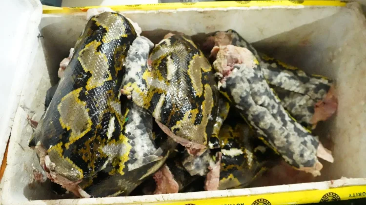 Karantina Malut Tahan Ratusan Kilo Daging Satwa Liar