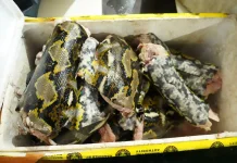 Karantina Malut Tahan Ratusan Kilo Daging Satwa Liar