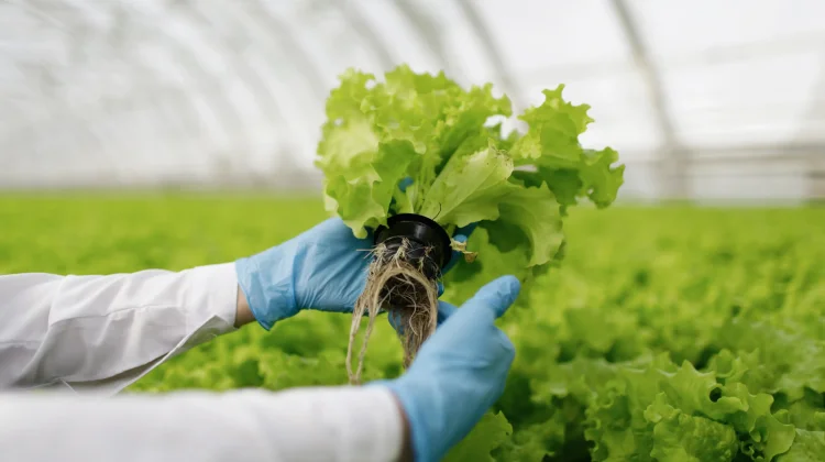 BI Dorong Agroindustri Seimbangkan Pertumbuhan Banten Selatan