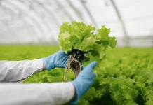 BI Dorong Agroindustri Seimbangkan Pertumbuhan Banten Selatan
