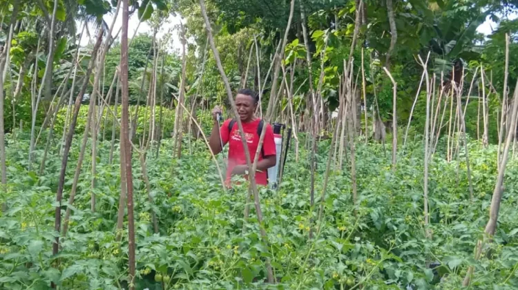 Program MBG  Peluang Tingkatkan Ekonomi
