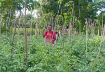 Program MBG  Peluang Tingkatkan Ekonomi