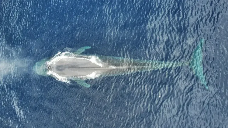 Researchers Map Blue Whale Migration in Indonesia