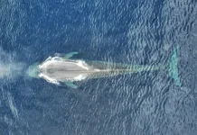 Researchers Map Blue Whale Migration in Indonesia