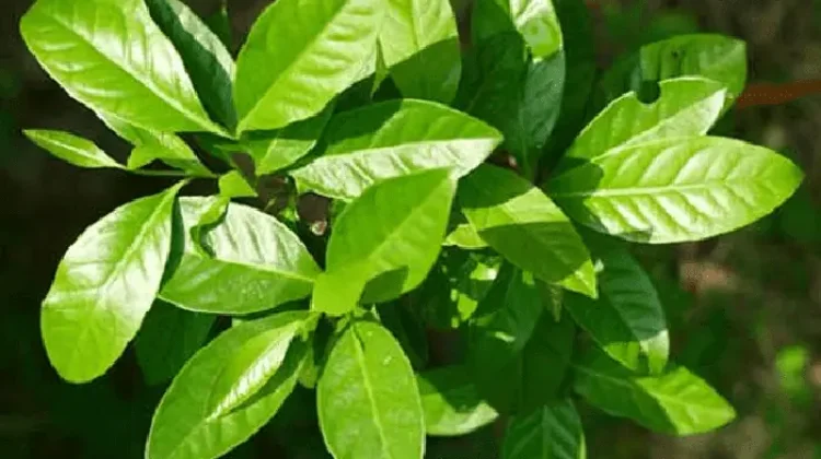 Manfaat Daun Salam, untuk Kesehatan Jantung