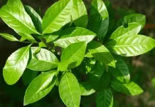 Manfaat Daun Salam, untuk Kesehatan Jantung