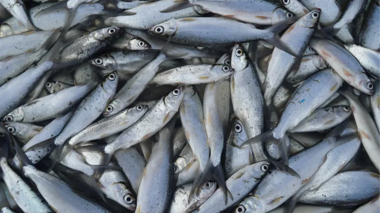 Makna Hidangan Ikan Bandeng dalam Tradisi Imlek
