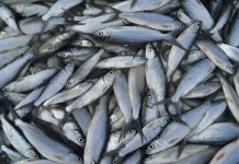 Makna Hidangan Ikan Bandeng dalam Tradisi Imlek