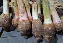 Manfaat Talas untuk Kesehatan Tubuh