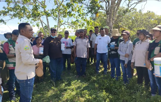 Gerakan  Pengendalian Hama Tikus Dilakukan Dinas Pertanian Ende