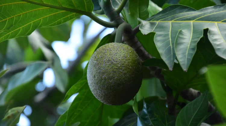 Sukun,  Buah Tropis yang Kaya Nutrisi