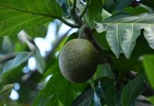Sukun,  Buah Tropis yang Kaya Nutrisi