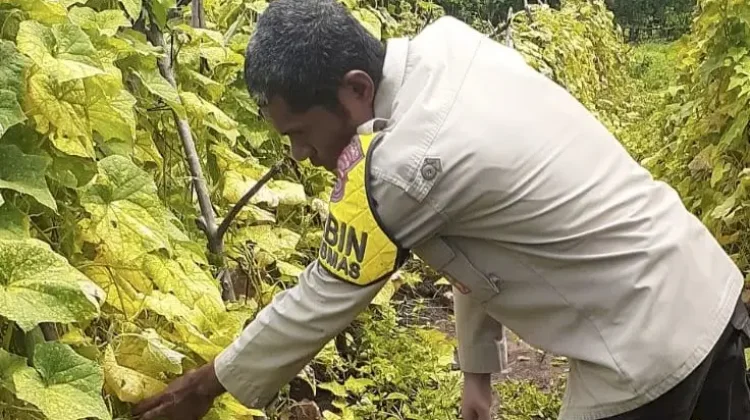 Polsek Alok Dampingi Petani Wailiti Panen