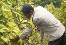 Polsek Alok Dampingi Petani Wailiti Panen